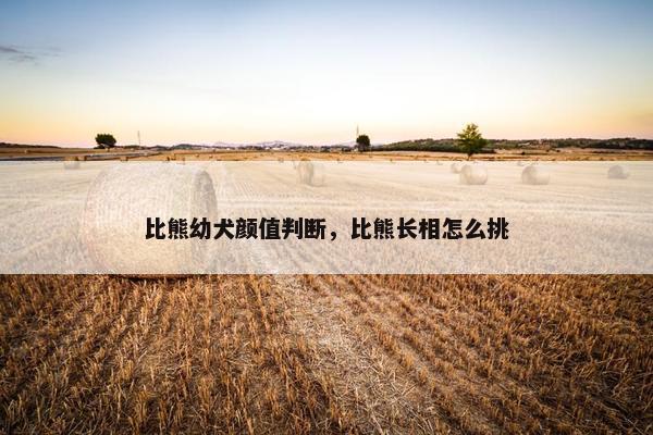 比熊幼犬颜值判断，比熊长相怎么挑