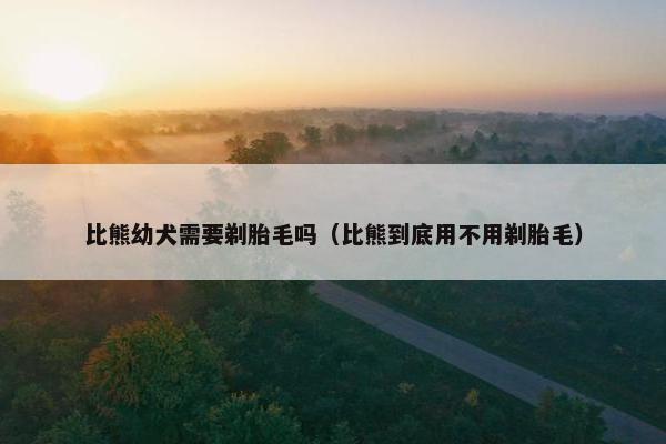 比熊幼犬需要剃胎毛吗（比熊到底用不用剃胎毛）