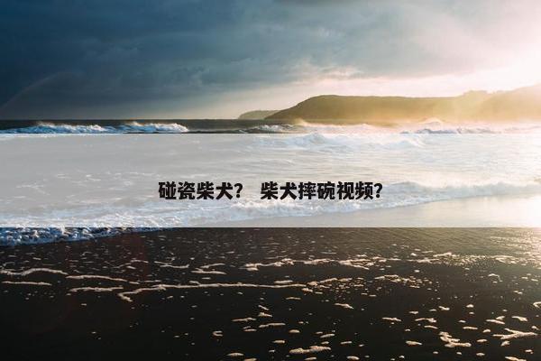 碰瓷柴犬？ 柴犬摔碗视频？