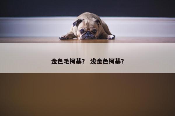 金色毛柯基？ 浅金色柯基？