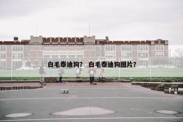 白毛泰迪狗？ 白毛泰迪狗图片？