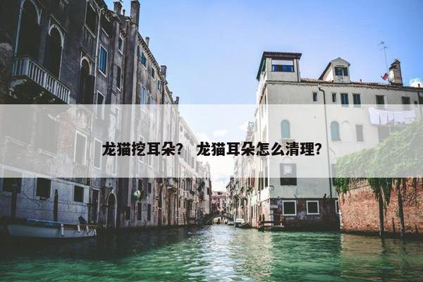 龙猫挖耳朵？ 龙猫耳朵怎么清理？