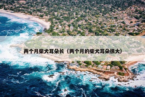 两个月柴犬耳朵长（两个月的柴犬耳朵很大）