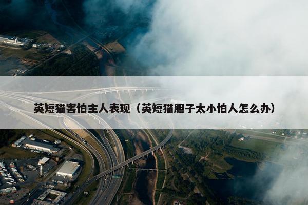英短猫害怕主人表现（英短猫胆子太小怕人怎么办）