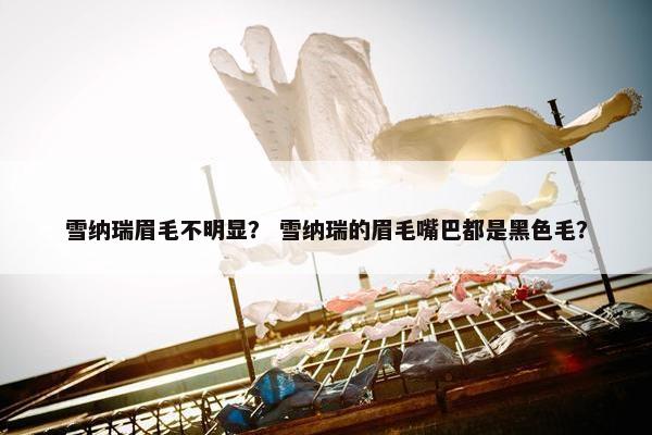 雪纳瑞眉毛不明显？ 雪纳瑞的眉毛嘴巴都是黑色毛？