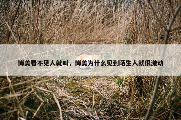 博美看不见人就叫，博美为什么见到陌生人就很激动
