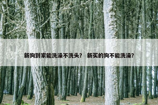 新狗到家能洗澡不洗头？ 新买的狗不能洗澡？