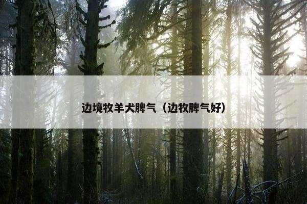 边境牧羊犬脾气（边牧脾气好）