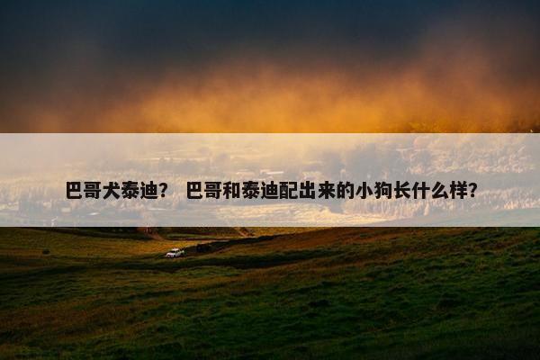 巴哥犬泰迪？ 巴哥和泰迪配出来的小狗长什么样？