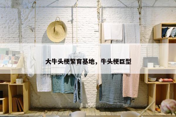 大牛头梗繁育基地，牛头梗巨型