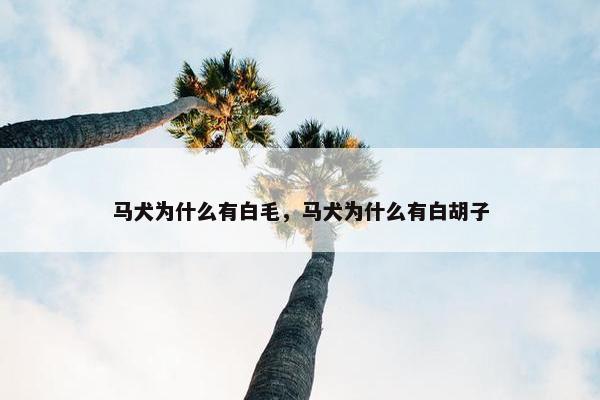 马犬为什么有白毛，马犬为什么有白胡子