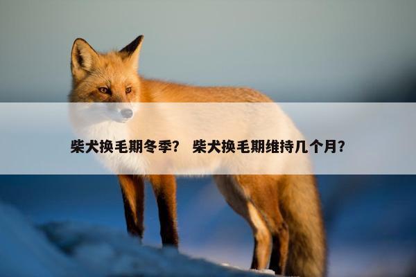 柴犬换毛期冬季？ 柴犬换毛期维持几个月？